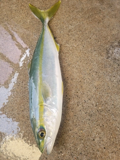 コゾクラの釣果