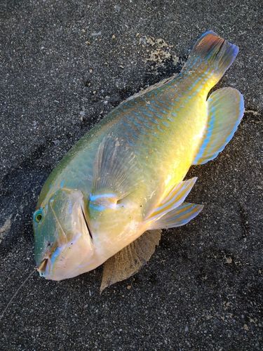シロクラベラの釣果