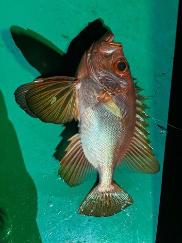チカメキントキの釣果