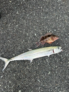 サゴシの釣果