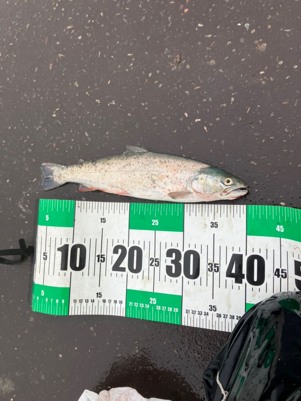 AbuGarcia ソルティースタイルノーザンカスタム STNS-106M-KRの釣果