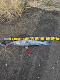 アメリカナマズの釣果