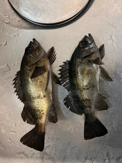 クロメバルの釣果