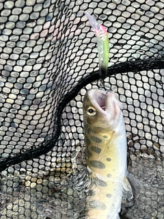ニジマスの釣果