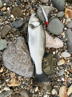 ヒラスズキの釣果