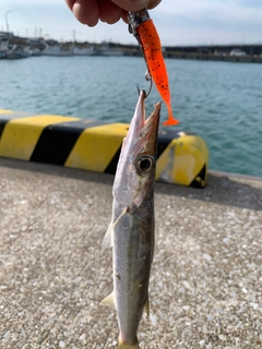 カマスの釣果