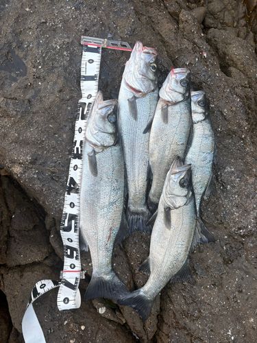 ヒラスズキの釣果