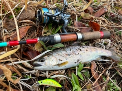 ヤマメの釣果