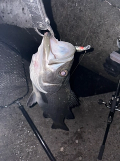 ヒラスズキの釣果