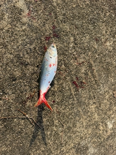 コノシロの釣果