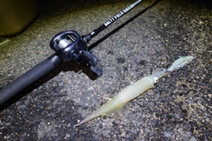 ササイカの釣果