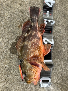 ウッカリカサゴの釣果