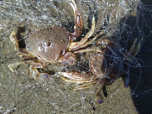 ヒラツメガニの釣果