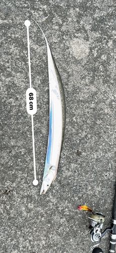タチウオの釣果