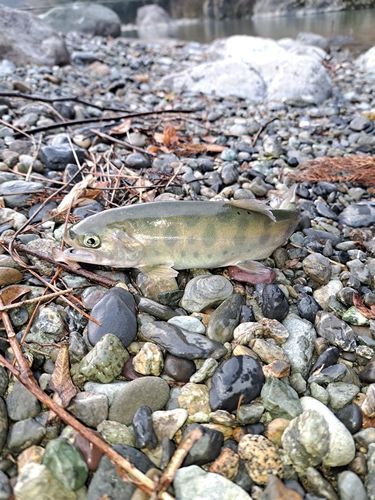 ヤマメの釣果