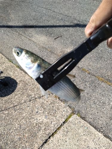 カマスの釣果