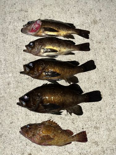メバルの釣果