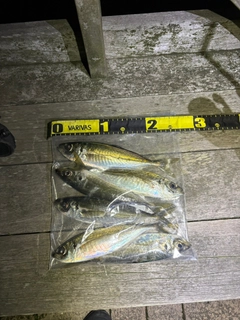 アジの釣果
