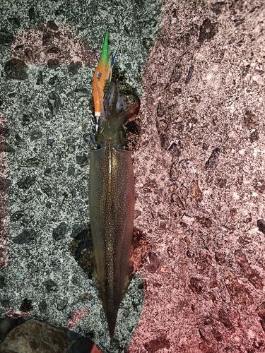 ヤリイカの釣果