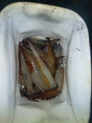 ヤリイカの釣果