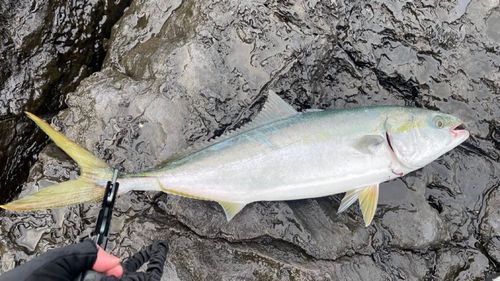 ハマチの釣果