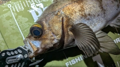 シロメバルの釣果