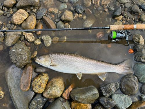 アメマスの釣果