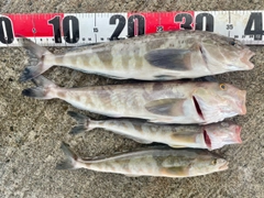 ホッケの釣果