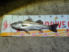 マルスズキの釣果