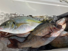 シマアジの釣果