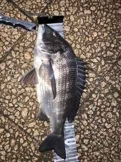 クロダイの釣果