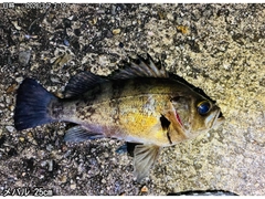 シロメバルの釣果