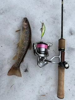 イワナの釣果