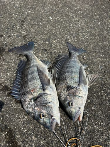 チヌの釣果