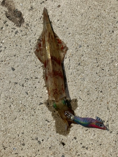 ヤリイカの釣果