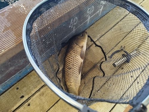 コイの釣果