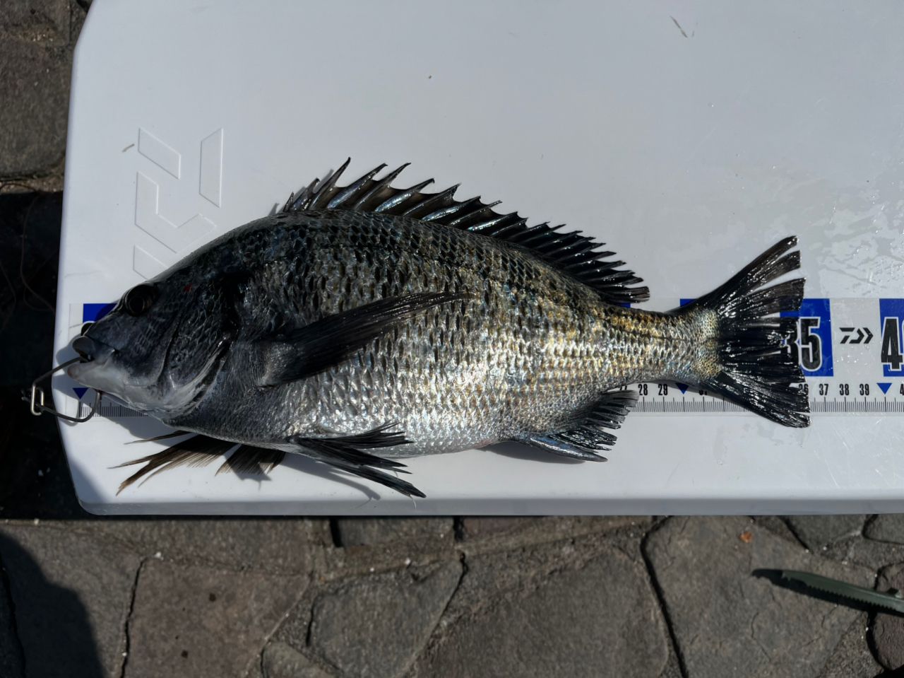 SHIMANO 23ボーダレス BB 380M-Tの最安値・インプレ・釣果 | 本音の