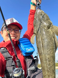 マゴチの釣果