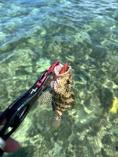 イシミーバイの釣果