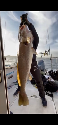 オオニベの釣果