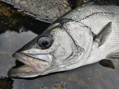 ヒラスズキの釣果