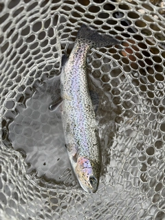 ニジマスの釣果