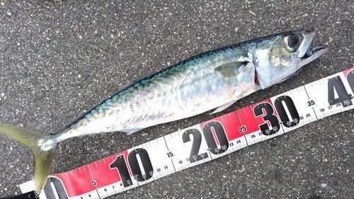 サバの釣果