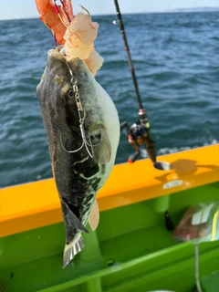 トラフグの釣果