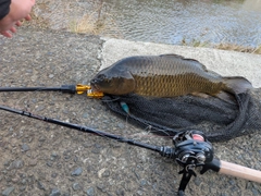 コイの釣果