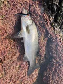 ヒラスズキの釣果
