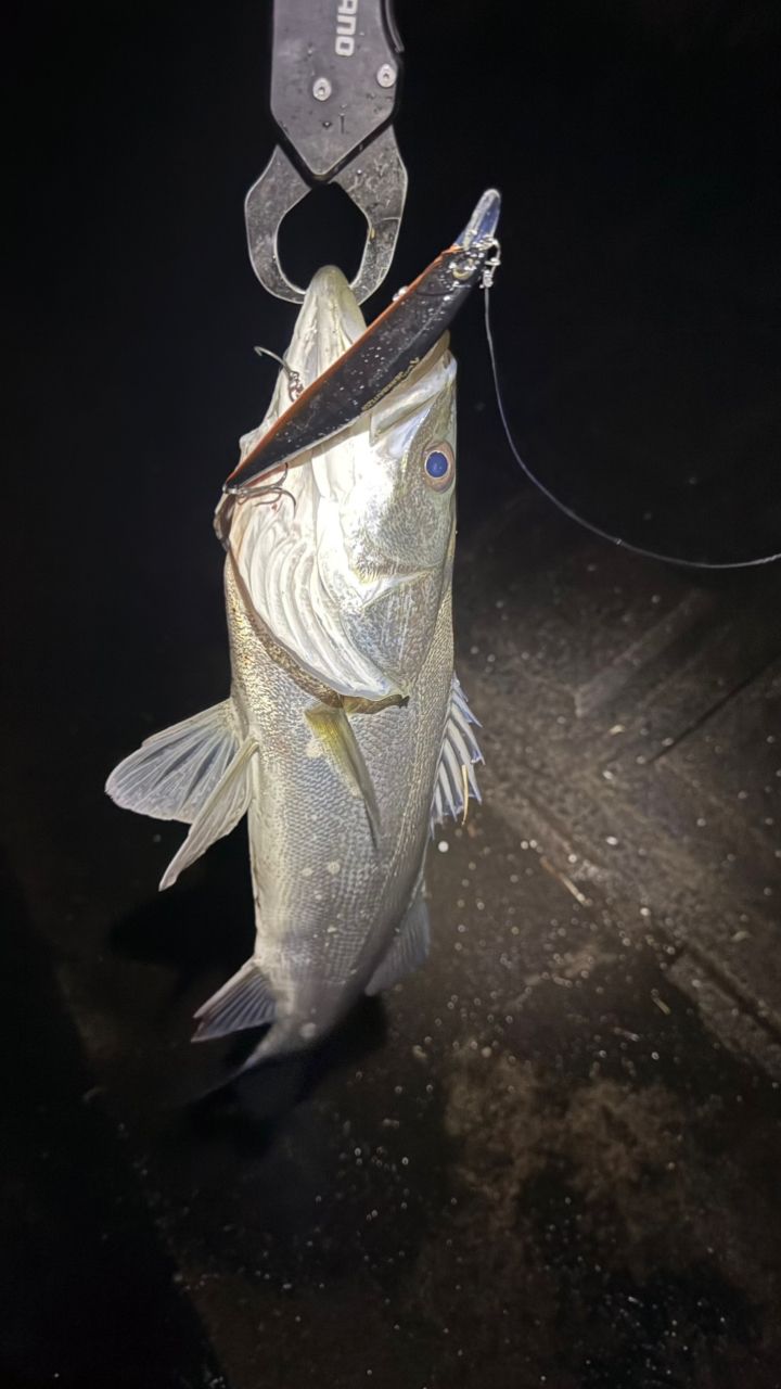 SHIMANO 18ワールドシャウラ 1785RS-2の最安値・インプレ・釣果 | 本音