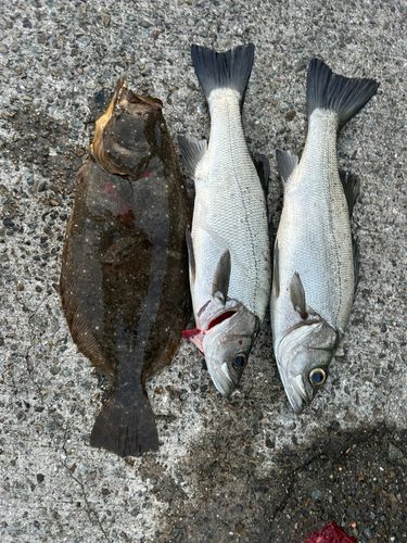 ヒラメの釣果
