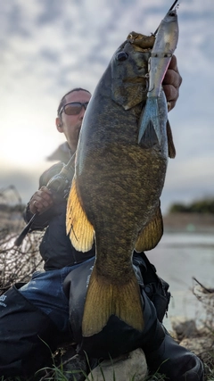 スモールマウスバスの釣果
