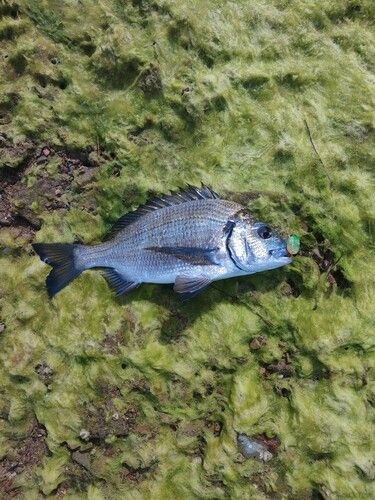 ミナミクロダイの釣果
